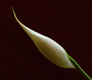 Peace lily unfurling