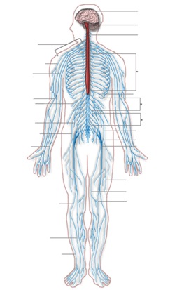 Nervous System Diagram
