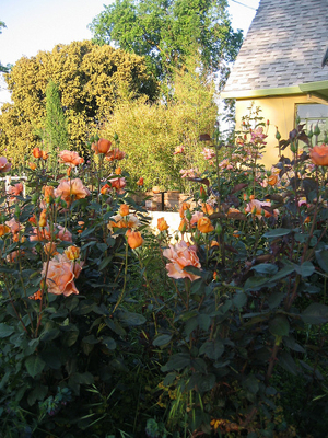 Rose Garden