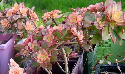 Aeonium Kiwi