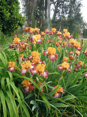 Ginger Iris