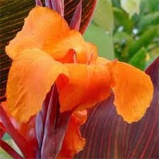 Tropicanna Canna