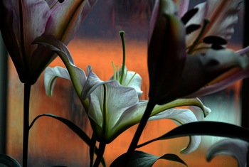 Lily in Rain Recovery