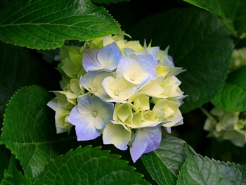 Healing Depression Hydrangeas