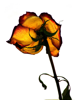 Focusing Backlit flower